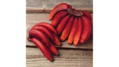 लाल केळी आरोग्यासाठी फायदेशीर, जाणून घ्या ‘हे’ आश्चर्यकारक फायदे