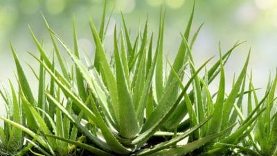 घरात लावलेलं कोरफड पिवळं किंवा तपकिरी पडलंय? पुन्हा हिरवंगार बनवण्यासाठी करा हे उपाय