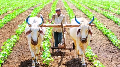 आनंदाची बातमी! नमो शेतकरी सन्मान योजनेचे 1892 कोटी 61 लाख रुपये खात्यात जमा, किती शेतकऱ्यांना मिळाला लाभ?