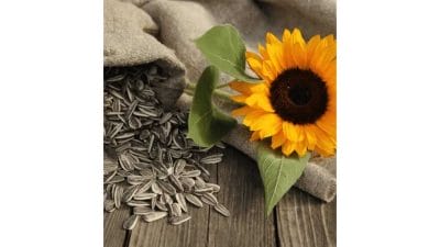 सूर्यफुलाच्या बिया आरोग्यासाठी आहेत वरदान, आहारात करा आजचं समावेश; अनेक आजार होतील दूर