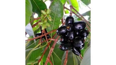 जांभळाची पाने आरोग्यासाठी गुणकारी, जाणून घ्या फायदे