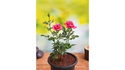 गुलाबाच्या रोपावर किड पडली आहे? अशा प्रकारे काळजी घ्या, फुले भरपूर उमलतील