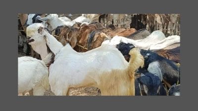 बकरी ईदपूर्वी महाराष्ट्रात पशू बाजार बंद, शेतकरी आणि व्यापाऱ्यांमध्ये नाराजी