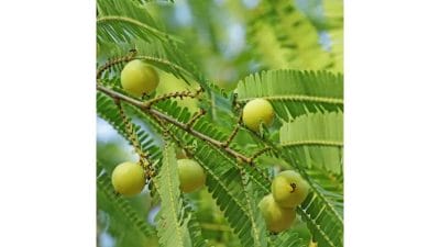 ‘आवळ्याच्या’ झाडात असतो भगवान विष्णूचा वास, घरात लावणं शुभदायक