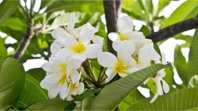 महादेवाच्या पूजेत का अर्पण केलं जात नाही केतकी’चं फूल जाणून घ्या कारण