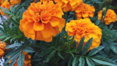 त्वचेवरील सूजपासून कानदुखीपर्यंत फायदेशीर आहेत झेंडूची पाने, वाचा फायदे