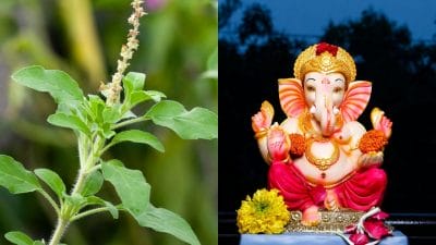 Ganesh Chaturthi 2025 : भगवान गणेशाला तुळस का वाहिली जात नाही? रंजक आहे त्यामागील कहाणी