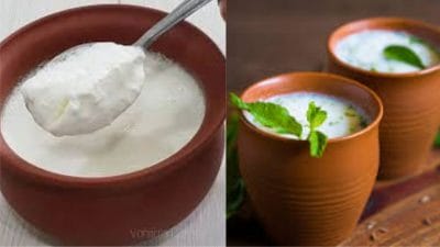 दही विरुद्ध ताक, प्रकृतीसाठी दोघांपेकी काय आहे बेस्ट?