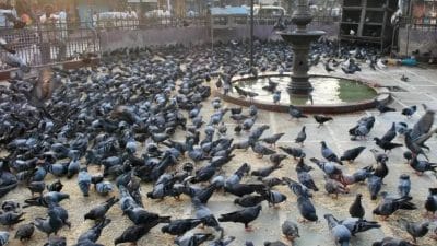 मुंबईत कबुतरांना खायला घालणं अनेकांना पडलं महागात; लाखो रूपयांचा दंड वसूल!