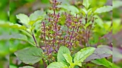 Vastu Tips : तिजोरीमध्ये तुळशीच्या मंजिऱ्या ठेवल्यास काय होते? वाचा सविस्तर