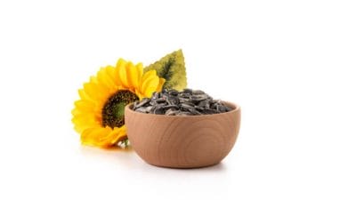 आरोग्यासाठी वरदान आहेत सूर्यफुलाच्या बिया, बीपीपासून ते हाडे मजबूत ठेवण्यापर्यंत आहेत अनेक फायदे