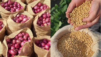 Market Price: कांदा आणि सोयाबीनच्या दरात उलथापालथ; आज कुठे अन् किती दर?