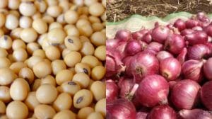 Market Price: बाजार समित्यांमध्ये कांदा आणि सोयाबीनच्या दराची काय स्थिती? एका क्लिकवर दर जाणून घ्या !