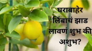Vastu Tips : घरात लिंबाचं रोप लावणं शुभ की अशुभ? जाणून घ्या काय सांगत शास्त्र