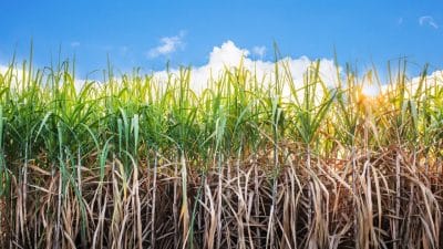 Sugarcane Production : एकरी 400 टन उसाचे उत्पादन शक्य; अधिकाऱ्यांनी सांगितला फॉर्म्युला
