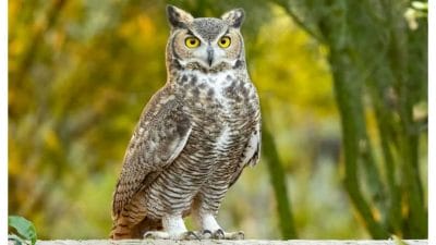 Vastu Tips : घराजवळ ‘हे’ पक्षी दिसले तर मिळतात शुभ संकेत