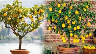 Vastu Tips : लिंबाचे करा ‘हे’ सोपे उपाय, अडकलेली कामे होतील पूर्ण