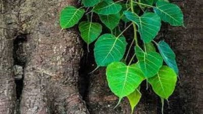 Swapn Shastra : स्वप्नात पिंपळाच झाड दिसणे कसले मिळतात संकेत? जाणून घ्या