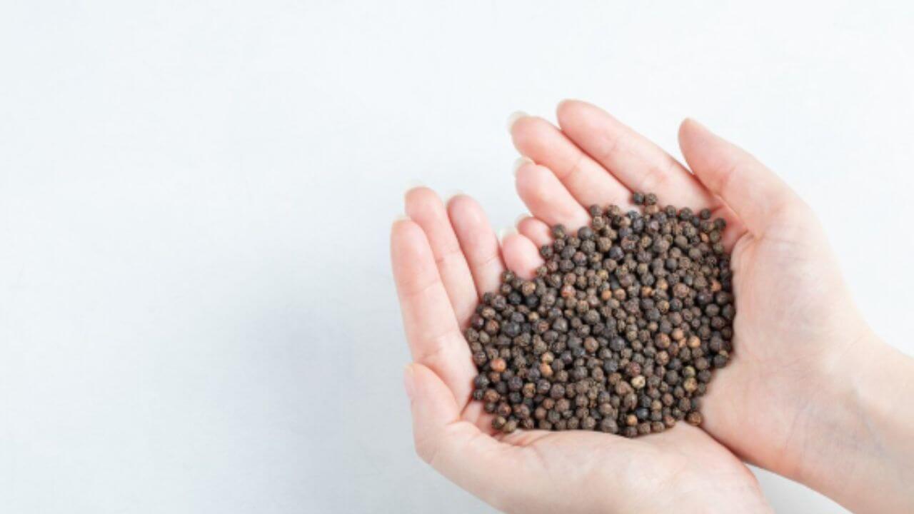 बीपी कंट्रोल करण्यासाठी उपयुक्त आहे काळी मिरी, जाणून घ्या फायदे आणि सेवन करण्याची पद्धत