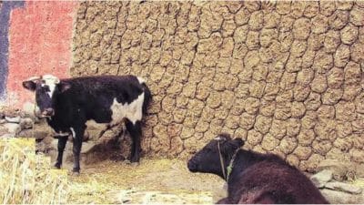 Vastu Shastra : गायीच्या गोवऱ्यांचे धार्मिक महत्त्व काय आहे? जाणून घ्या..