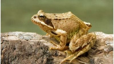 Vastu Shastra : अचानक दारात किंवा घरात बेडूक दिसला तर कसले संकेत मिळतात; जाणून घ्या..