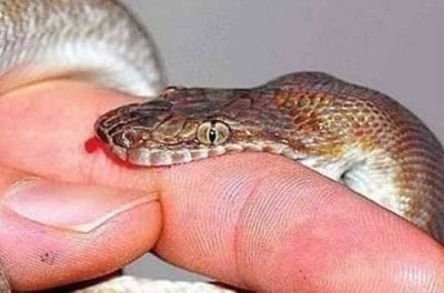 सरकारी अस्पताल में झाड़फूंक से सर्पदंश का इलाज, तमाशा देखते रहे डॉक्टर