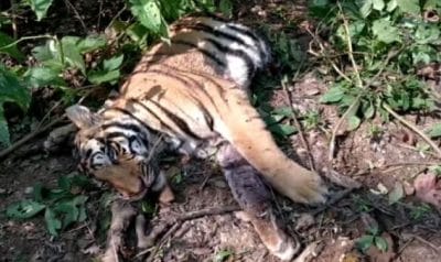 बाघ ने शावक पर किया हमला, मौत