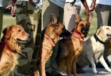 police-dogs-transfer-in-madhya-pradesh-bjp-attack-