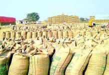 madhya-pradesh-hindi-news-Wheat-Procurement-at-minimum-Support-Price