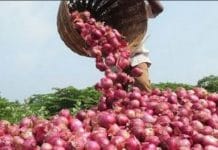 onion-purchase-scam-in-mp