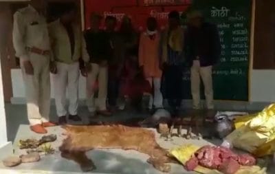 सांभर का शिकार करने दो आरोपी गिरफ्तार, खाल और हथियार बरामद