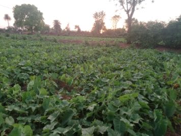 लॉकडाउन में खेतों में बर्बाद हो रही सब्जियां, मुसीबत में किसान, प्रशासन बेपरवाह