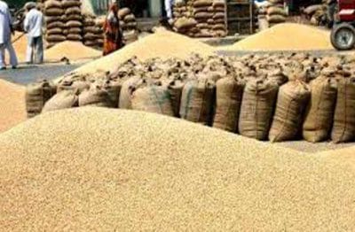 प्रदेश में आज से गेंहू, चना, मसूर की MSP पर खरीदी शुरू, मंत्री कमल पटेल ने की ये अपील