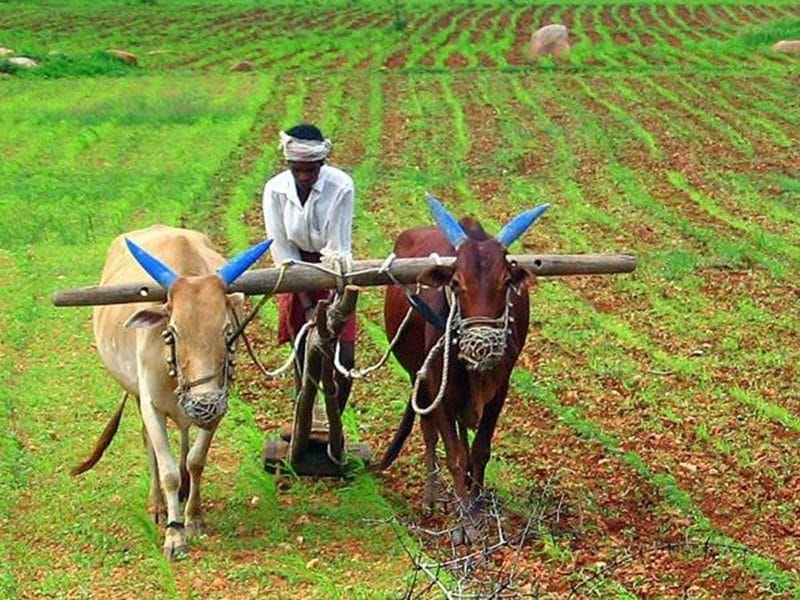 Mp: good news for farmers, new scheme will increase income, 26000 farmers will get the benefit of grant, know terms and conditions digital education portal