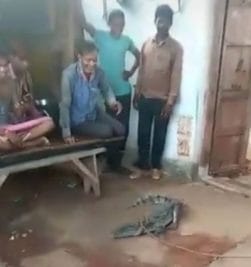 गांव में निकला मगरमच्छ तो लोगों ने पेड़ से बांधा, वन विभाग ने छुड़ाया