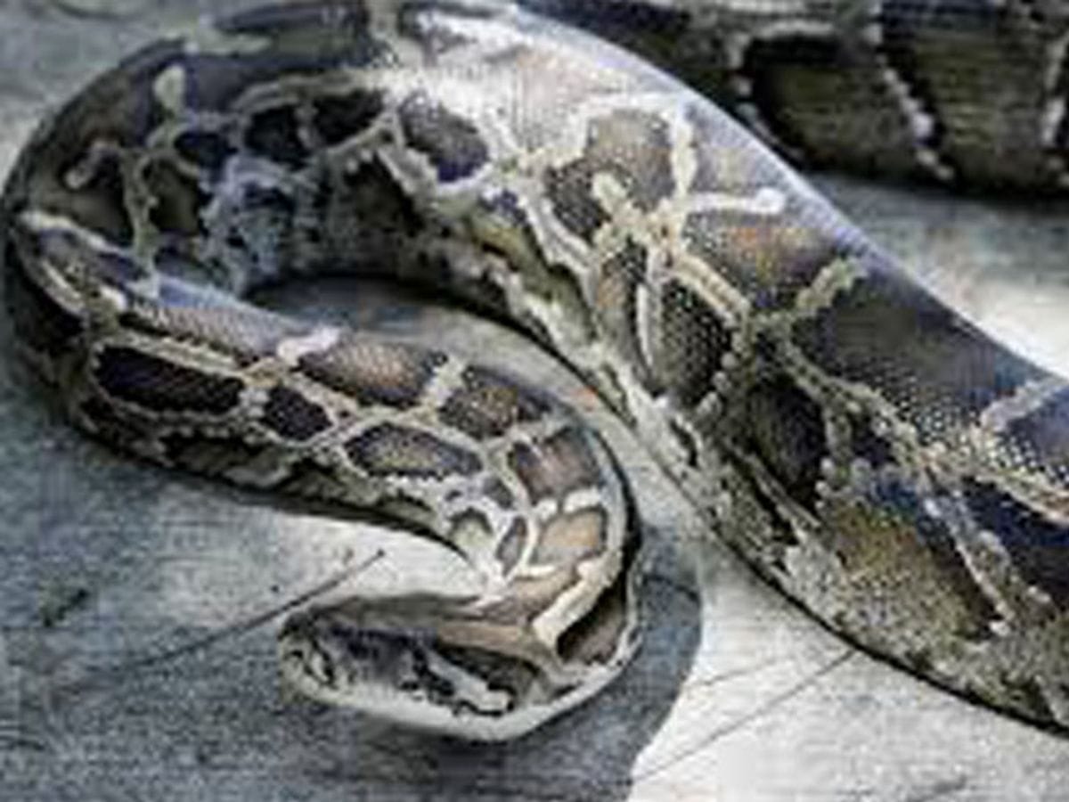 खेत में किसान के सामने अचानक आया विशालकाय अजगर, फिर यह हुआ