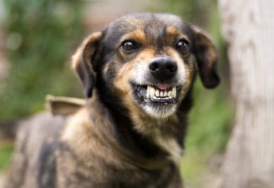 अजब-गजब : किसान ने बेटे को छोड़ कुत्ते को बनाया अपनी आधी जायदाद का वारिस