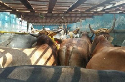 Shivpuri News : पुलिस को मिली बड़ी सफलता ,मवेशियों से भरा ट्रक पकड़ा