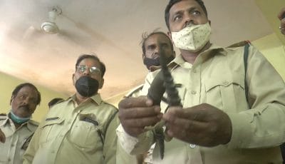चिंकारा के सींग मुंबई ले जा रहे कलाकार को CISF ने पकड़ा, वन विभाग को सौंपा