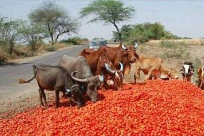 Raisen : मार्केट न मिलने से नाराज किसान, सड़कों पर फेंके टमाटर