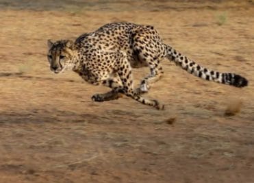 73 साल बाद देश में लाए जाएंगे दक्षिण अफ्रीकी चीता, मध्यप्रदेश का ‘कूनो’ होगा नया घर
