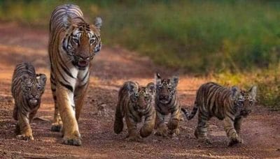 पन्ना- टाइगर रिजर्व में बाघिन की मौत के बाद 4 शावक गायब, सर्च ऑपरेशन जारी