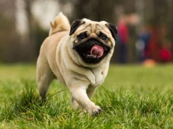 इंदौर: कोरोना कर्फ्यू, मालिक की गलती ने कुत्ते को कराई जेल की सैर