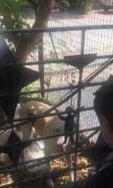 सोशल मीडिया पर कुत्ते की पिटाई के मामले में इंदौर के युवक पर प्रकरण दर्ज