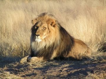 कोरोना संक्रमण से शेरनी की मौत, भोपाल में हुई जांच में 9 अन्य शेर-शेरनी भी संक्रमित मिले