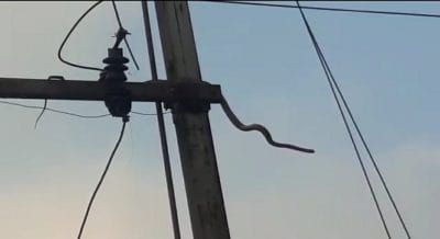बिजली के तार पर 10 फीट लंबा सांप, अचानक लगा करंट और फिर हुआ ये ………