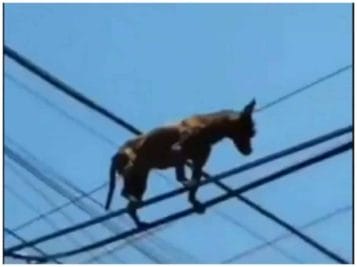 Video: बिजली के तार पर वॉक कर रहा था कुत्ता, किसी को लगा डिस्टर्बिंग, किसी ने कहा बेटमैन डॉग