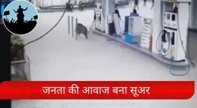 MP में 114 रुपए प्रति लीटर पहुंचा Petrol, बढी कीमतों से सुअर के आक्रोश का यह मजेदार Video