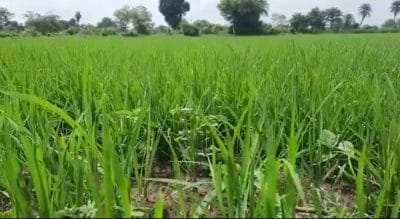 Jabalpur news: राज्य सरकार की वादाखिलाफी! किसानों को किये गये वादे से भी कम मिल रही है बिजली