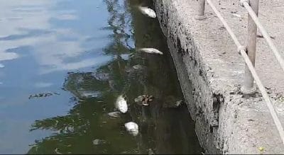 Chhindwara : तालाब में अचानक मरी मिली सैकड़ों मछलियां, ये है कारण